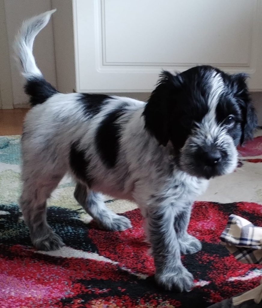 Eläinmaa – osta Osta koira – Elainmaa, Osta kissa – Elainmaa ja muut lemmikit