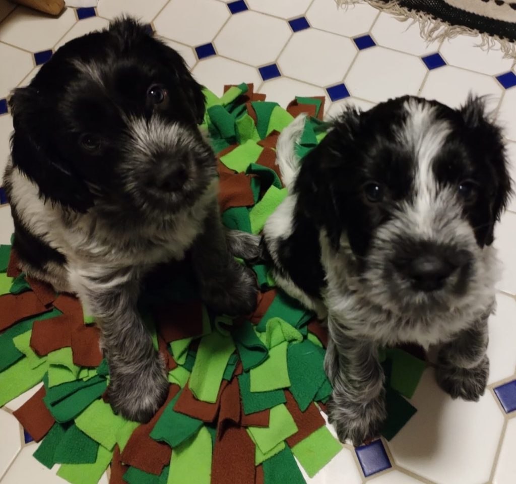 Eläinmaa – osta Osta koira – Elainmaa, Osta kissa – Elainmaa ja muut lemmikit