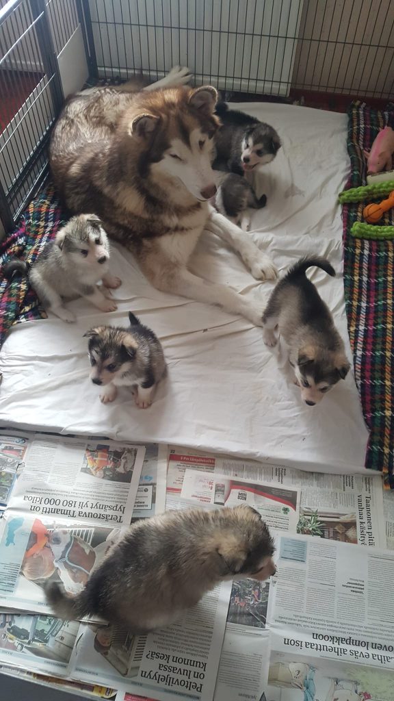 Eläinmaa – osta Osta koira – Elainmaa, Osta kissa – Elainmaa ja muut lemmikit