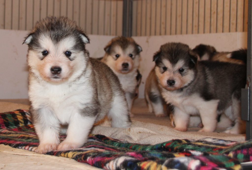 Eläinmaa – osta Osta koira – Elainmaa, Osta kissa – Elainmaa ja muut lemmikit