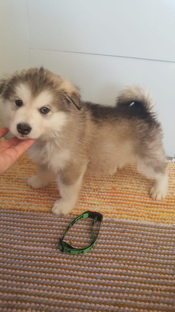 Eläinmaa – osta Osta koira – Elainmaa, Osta kissa – Elainmaa ja muut lemmikit