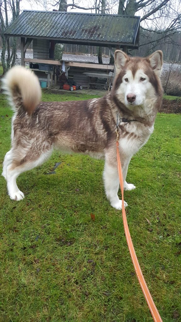 Eläinmaa – osta Osta koira – Elainmaa, Osta kissa – Elainmaa ja muut lemmikit