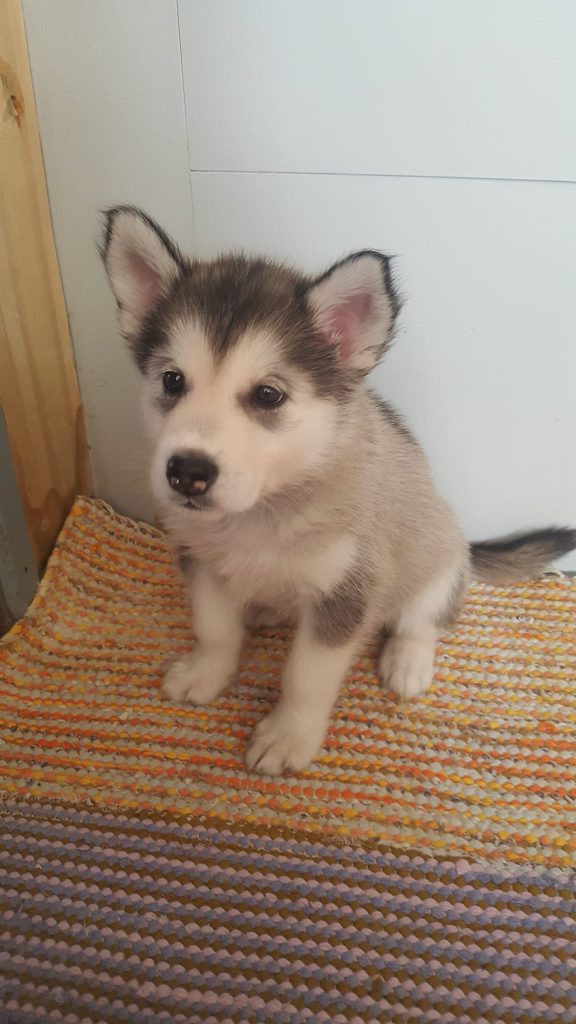 Eläinmaa – osta Osta koira – Elainmaa, Osta kissa – Elainmaa ja muut lemmikit