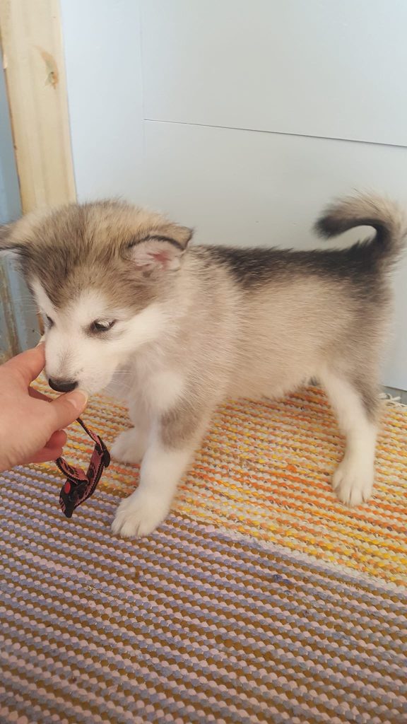 Eläinmaa – osta Osta koira – Elainmaa, Osta kissa – Elainmaa ja muut lemmikit