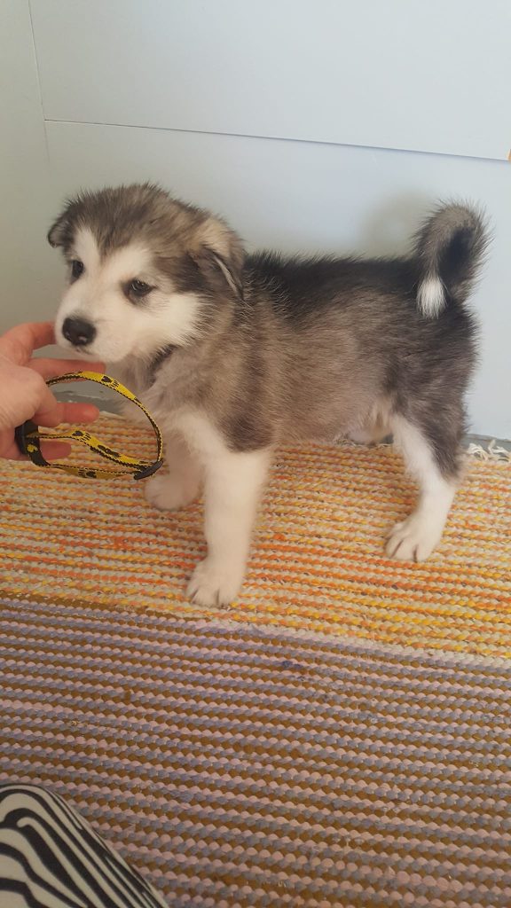 Eläinmaa – osta Osta koira – Elainmaa, Osta kissa – Elainmaa ja muut lemmikit