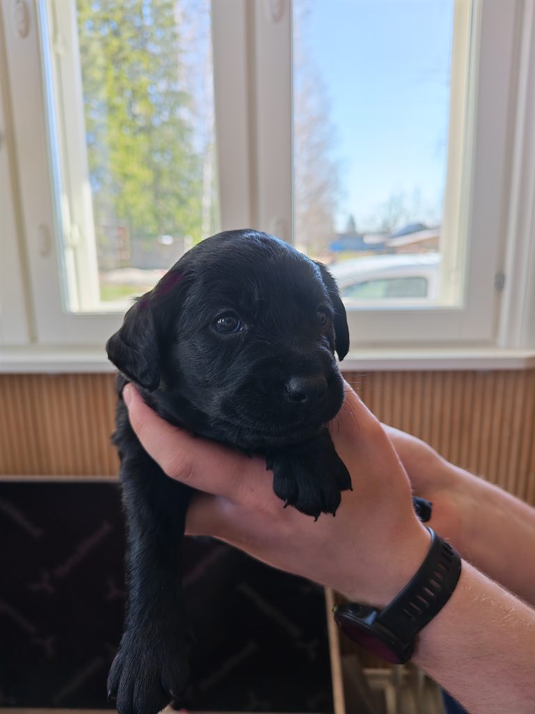 Eläinmaa – osta Osta koira – Elainmaa, Osta kissa – Elainmaa ja muut lemmikit