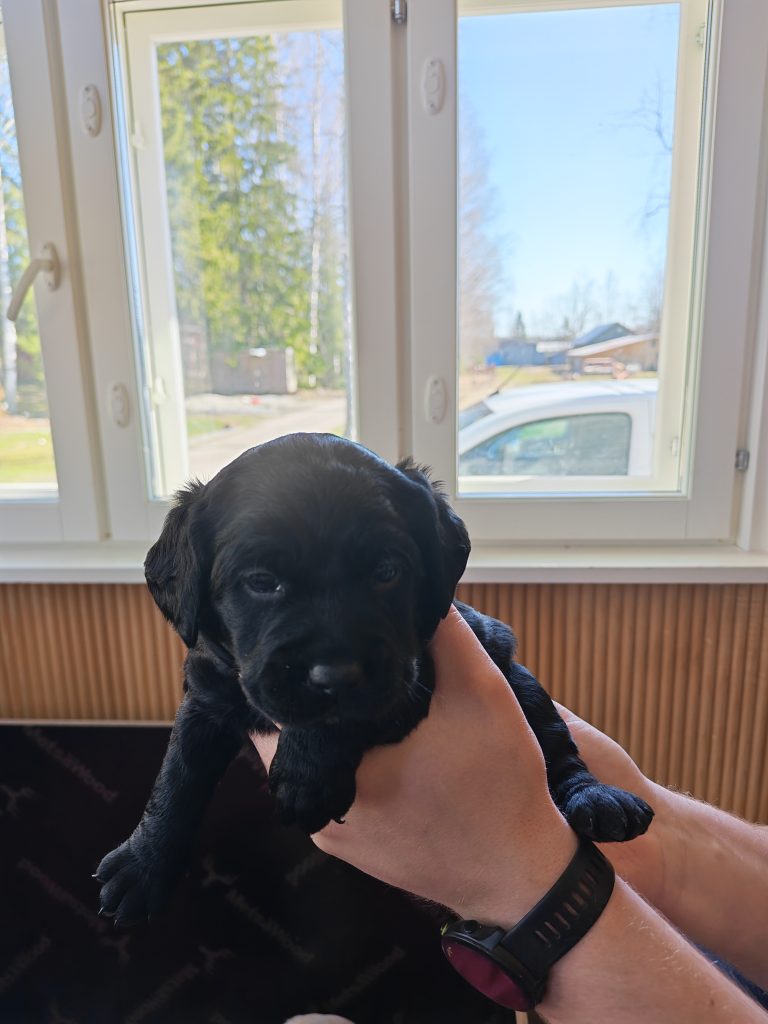 Eläinmaa – osta Osta koira – Elainmaa, Osta kissa – Elainmaa ja muut lemmikit