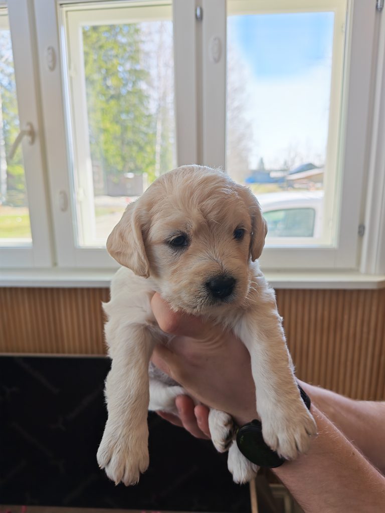 Eläinmaa – osta Osta koira – Elainmaa, Osta kissa – Elainmaa ja muut lemmikit