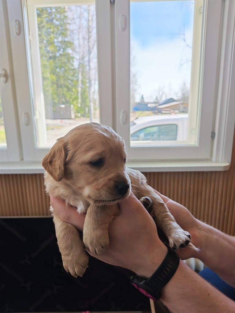 Eläinmaa – osta Osta koira – Elainmaa, Osta kissa – Elainmaa ja muut lemmikit