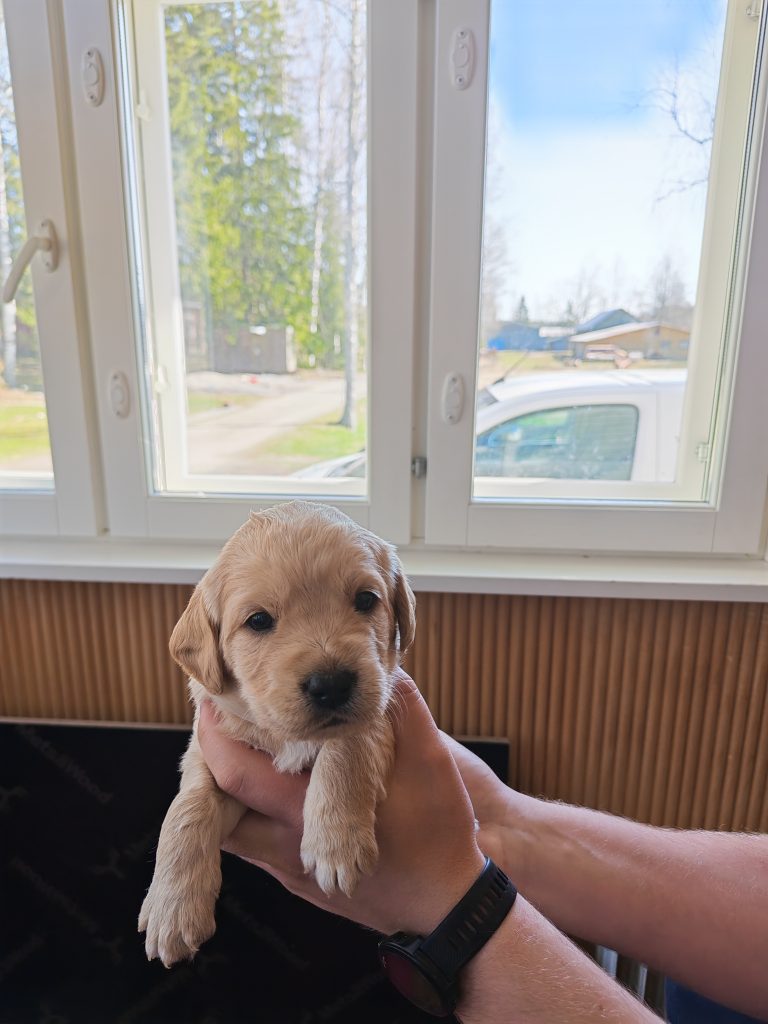 Eläinmaa – osta Osta koira – Elainmaa, Osta kissa – Elainmaa ja muut lemmikit