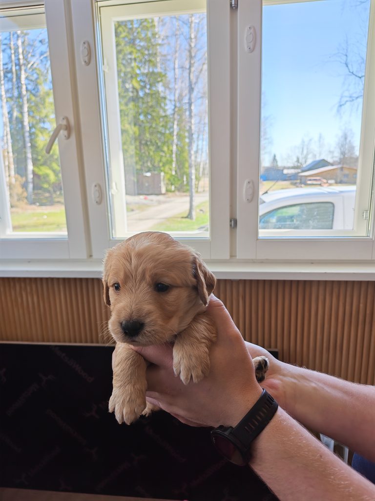 Eläinmaa – osta Osta koira – Elainmaa, Osta kissa – Elainmaa ja muut lemmikit