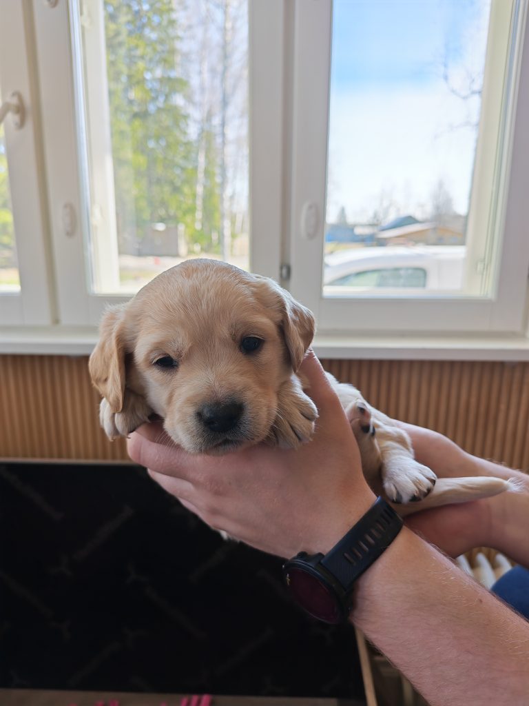 Eläinmaa – osta Osta koira – Elainmaa, Osta kissa – Elainmaa ja muut lemmikit