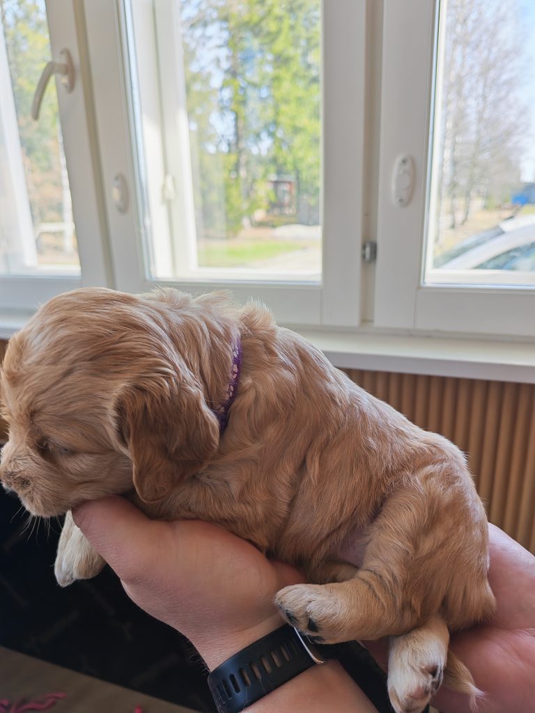 Eläinmaa – osta Osta koira – Elainmaa, Osta kissa – Elainmaa ja muut lemmikit